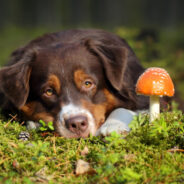 Behavioral Problems? There’s a Mushroom for That!