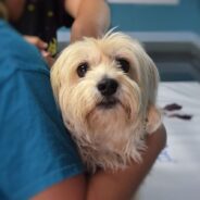 Emancipet Nonprofit Pet Clinics Can Provide Free & Low-Cost Vet Visits