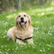 Freshpet: It’s Not Dog Food It’s Food Food