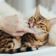 How to Communicate Your Appreciation For Your Pet