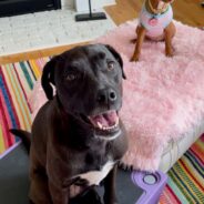 How To Introduce a New Puppy to Your Dog