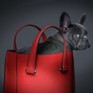 How to Protect Yourself from the Top Puppy Scams