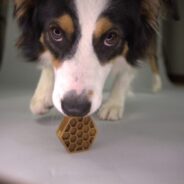 Revolutionary Pet Products Don’t Happen by Fluke!