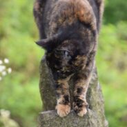 Stray Cat That Was Frozen and Near Death Survives, Despite Poor Odds