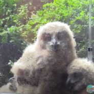 The Adorable Living Arrangement of a Man and a Family of Giant Eurasian Eagle-Owls
