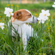 Treating Seasonal Dog Allergies the Easy Way
