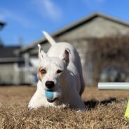 Dog Play Bow: What Is It and What Does It Mean?