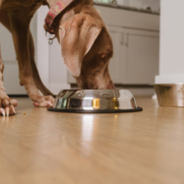 Exploring a Plant Based Diet for Dogs