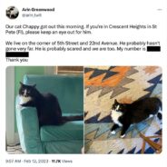 How I Lost My Cat, and Found My Community (and Found My Cat)