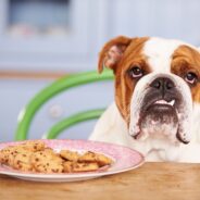 My Dog Ate Weed! Here’s What to Do