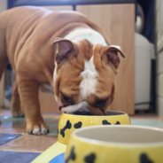 What Are Common Myths About Vet Recommended Dog Food?