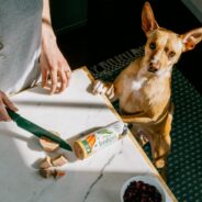 Why Dogs Prefer The Taste of Freshpet Recipes