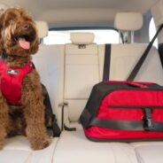 Dug Up at Dogster: June 2023 Dog Events and Dog Holidays