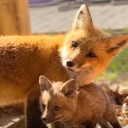 Hope the Fox Lives Up to Her Name as She Adopts Three Adorable Orphaned Kits