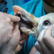 Annual Veterinary Conference Morphs into Free Clinic for Pets of Denver’s Homeless Population