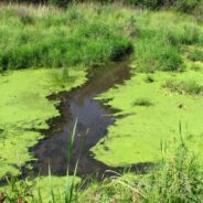 Blue-Green Algae & Dogs: Is it Toxic and How to Treat