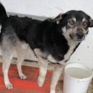 Homeless Dog Hit By Car And Left To Suffer On Street Needs Your Help To Heal