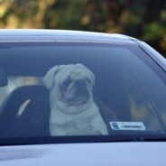 Thermal Tags for Pets Work with an App to Keep Track of Rising Body Temps
