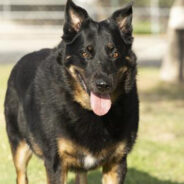 Anonymous Donor Covers Adoption Fees For Black Cats & Dogs At Arizona Shelter