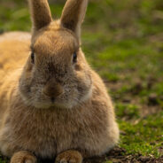Officers Stop Traffic On Busy California Highway To Rescue Terrified Rabbit