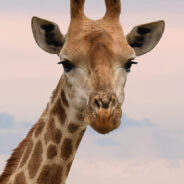 Spotless Angolan Giraffe Sighted in Namibia’s Untamed Wilds