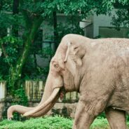 27-Year-Old Elephant Dies at St. Louis Zoo After Dog Runs Loose