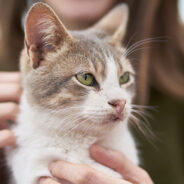 “Don’t Forget The Pets” Movement Hopes To Increase Amount Of Pet-Friendly Domestic Violence Shelters