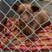Limping Dog Rescued From Red List At New Mexico Shelter Needs Surgery To Walk Without Pain