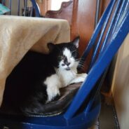 One-Eyed Cat with Biting Problem Struggles to Find Home