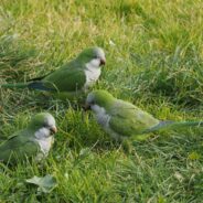 Study Shows Parrots Have Unique ‘Voice Prints’ Similar to Humans