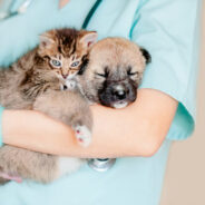 Average Vet Costs for Pet Parents