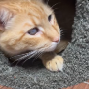 6-Year-Old Cat Failed By His Family Needs A New One ASAP