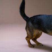 Decoding Canine Tails — A Matter of Emotional Survival for Your Furry Friend
