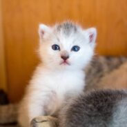 Former Animal Rescue Director Gets Back in the Game When a Kitten Needs Her Help