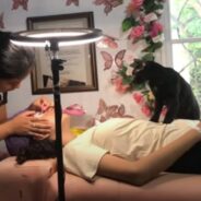 Lash Salon Has a Full-Time Feline Employee Who “Makes Biscuits” for Every Client