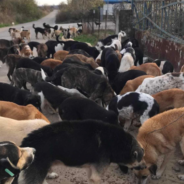 Over 150 Homeless Dogs Living At Dump In Greece Were Neutered, Microchipped And Vaccinated Thanks To Your Support