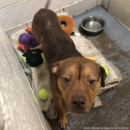 Starving Dog Found On Streets Of Detroit Finally Has Full Belly, Thanks To You