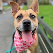 Sweet Dog Abandoned In NYC Apartment Has Been Waiting At Shelter For Over 200 Days For A Home