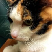 Woman Spends Weeks Trying to Rescue Stray, Finally Succeeds By Luring Her with Chips and Beans