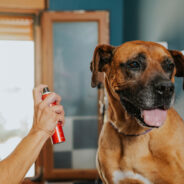 10 Best Dog Deodorizing Sprays in 2024 – Reviews & Top Picks