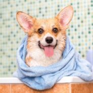 7 Best Dog Shampoos for Odor Control in 2024 – Reviews & Top Picks