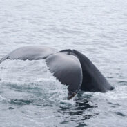 “Massive, Beautiful” Endangered Fin Whale Found Dead on Oregon Coast