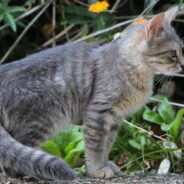 On Christmas, a Stray Cat Gets a Home and Her New Human Gets a Furry Friend