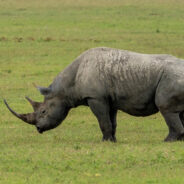 Rhinos Return to Kenya’s Heartland 50 Years After Poaching Made Them Vanish