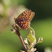 Silverspot Butterfly Teeters on the Brink as Climate and Habitat Wars Rage