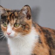Stray Cat Who Loves to Share People’s Pastries Charms Her Way Into Forever Home