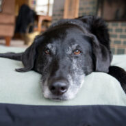 Top 11 Supplies That Make Life Easier for Senior Dogs