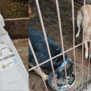 Ukraine Animal Shelter Destroyed By Bombs Is Trying To Rebuild While Caring For Hundreds Of Animals