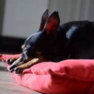 Woman Steps in After Learning That Neighbor’s Dog Spends All Day in a Crate