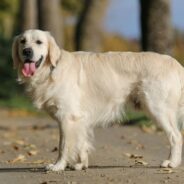 10 Most Beautiful Dog Breeds (With Pictures & Info)